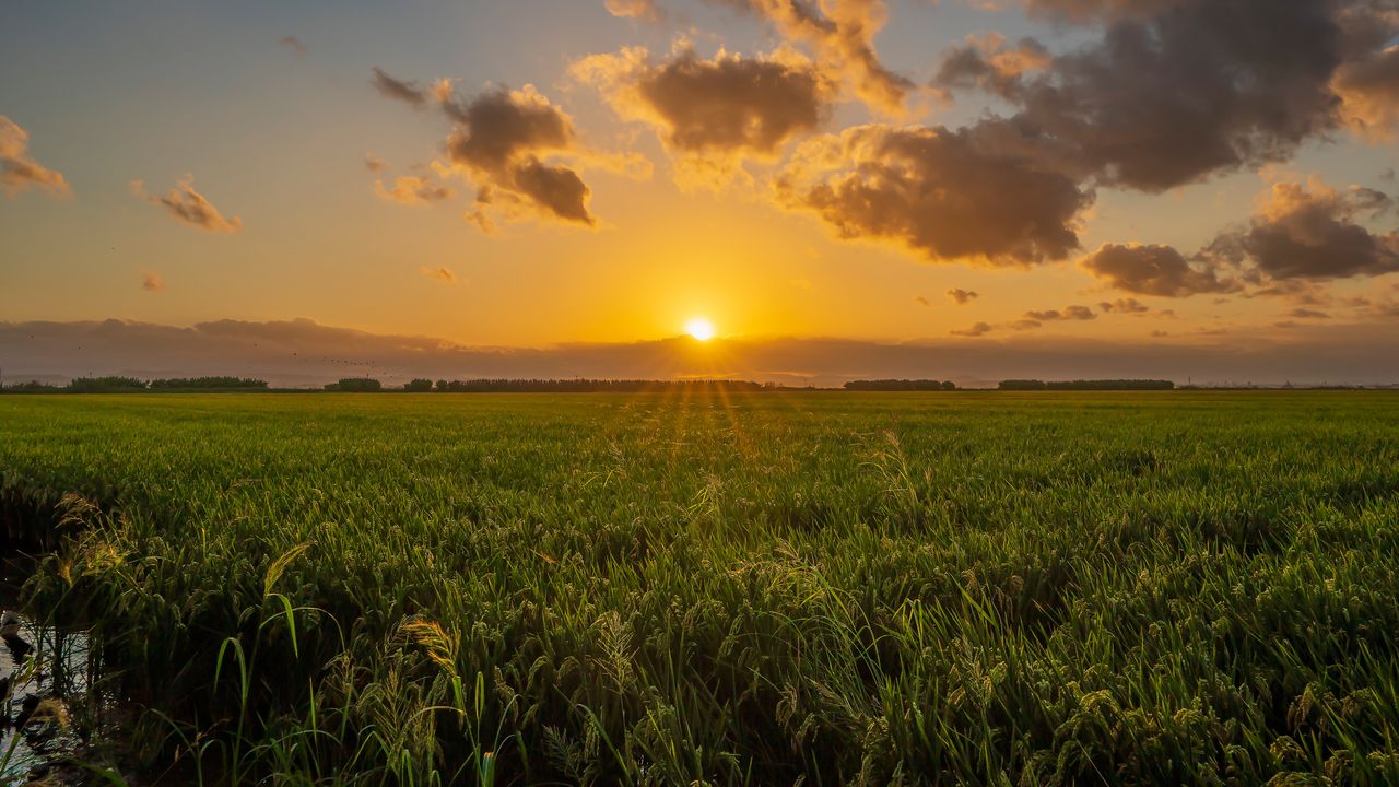 Campo de arroz en el parque natural de la Albufera, Valencia, España