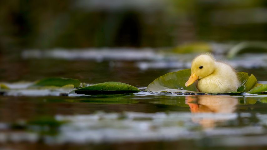 Um patinho nadando em um lago, Suffolk, Inglaterra