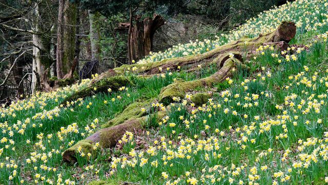 Daffodils in Dora’s Field, Rydal, Lake District