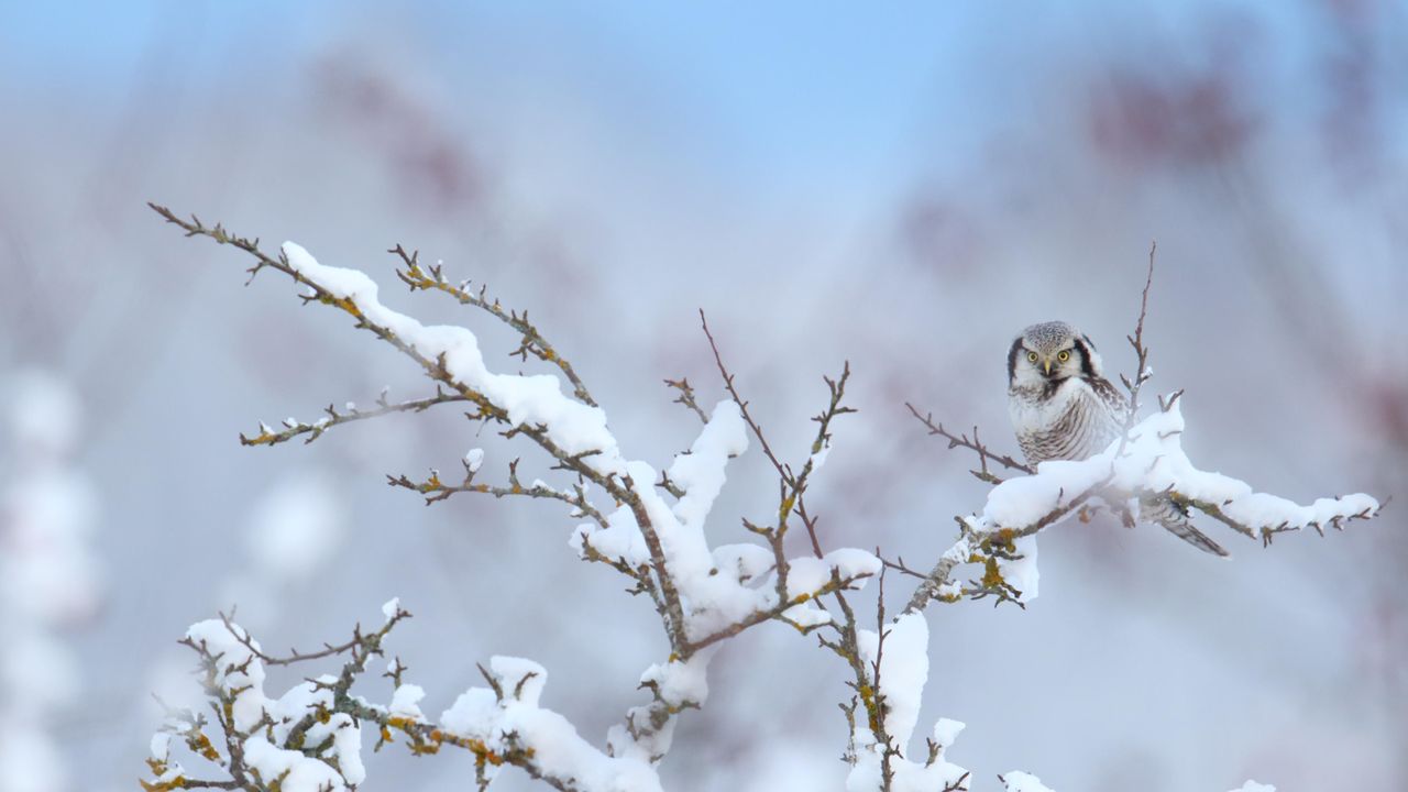 Northern hawk-owl