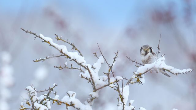 Northern hawk-owl