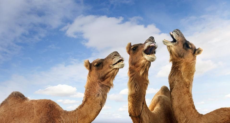 Camels braying at the Pushkar Camel Festival, Pushkar, Rajasthan, India