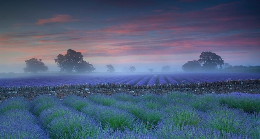Lavender fields at dawn