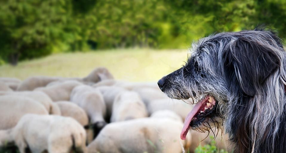 Dog watching over a herd of sheep