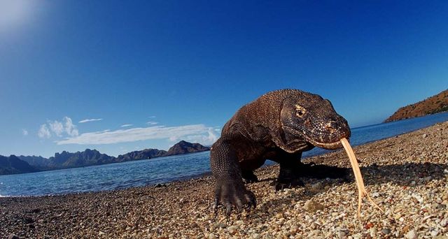Komodo dragon