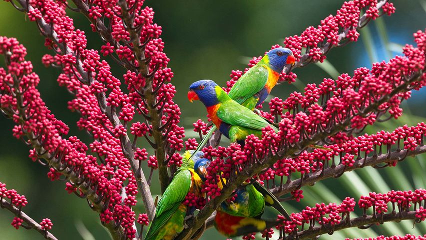 Rainbow lorikeet group in umbrella tree, Atherton Tableland, Queensland