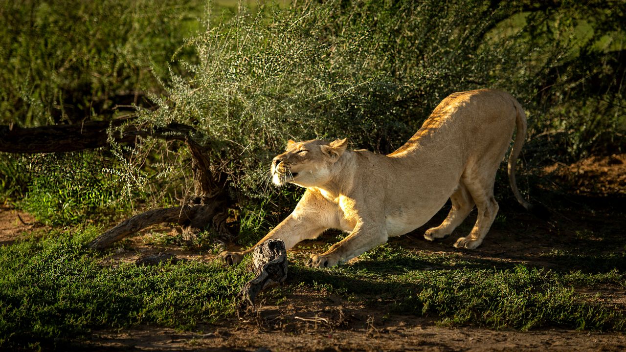 The lioness in summer