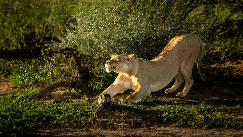 The lioness in summer