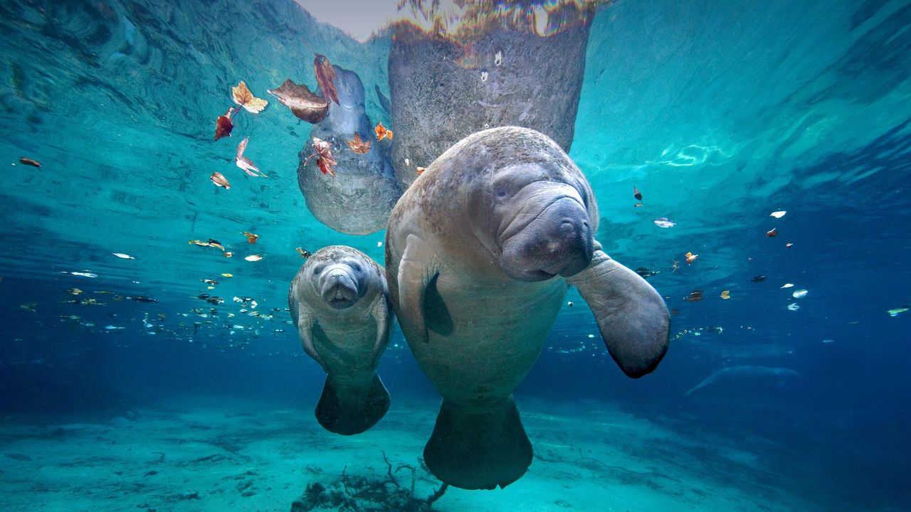 Ein Karibik-Manati und sein Junges in den Three Sisters Springs, Florida, USA 