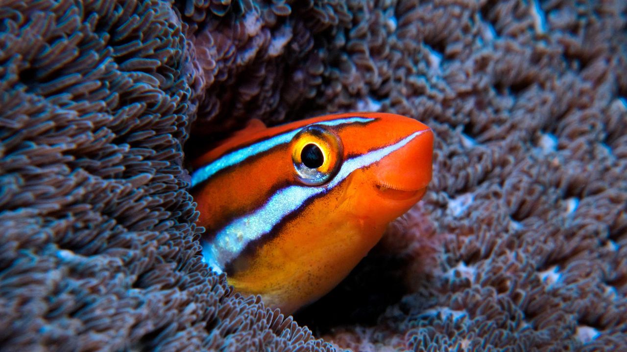 Bluestriped fangblenny in the Indian Ocean 
