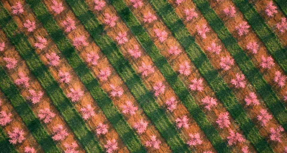 Aerial view of a peach orchard in full springtime bloom near Chesnee, South Carolina