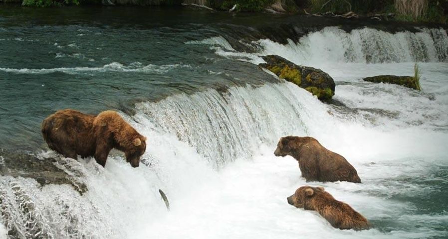 Alaskan brown bears wait for salmon at Brooks Falls in Katmai National Park and Preserve, Alaska, U.S.A.