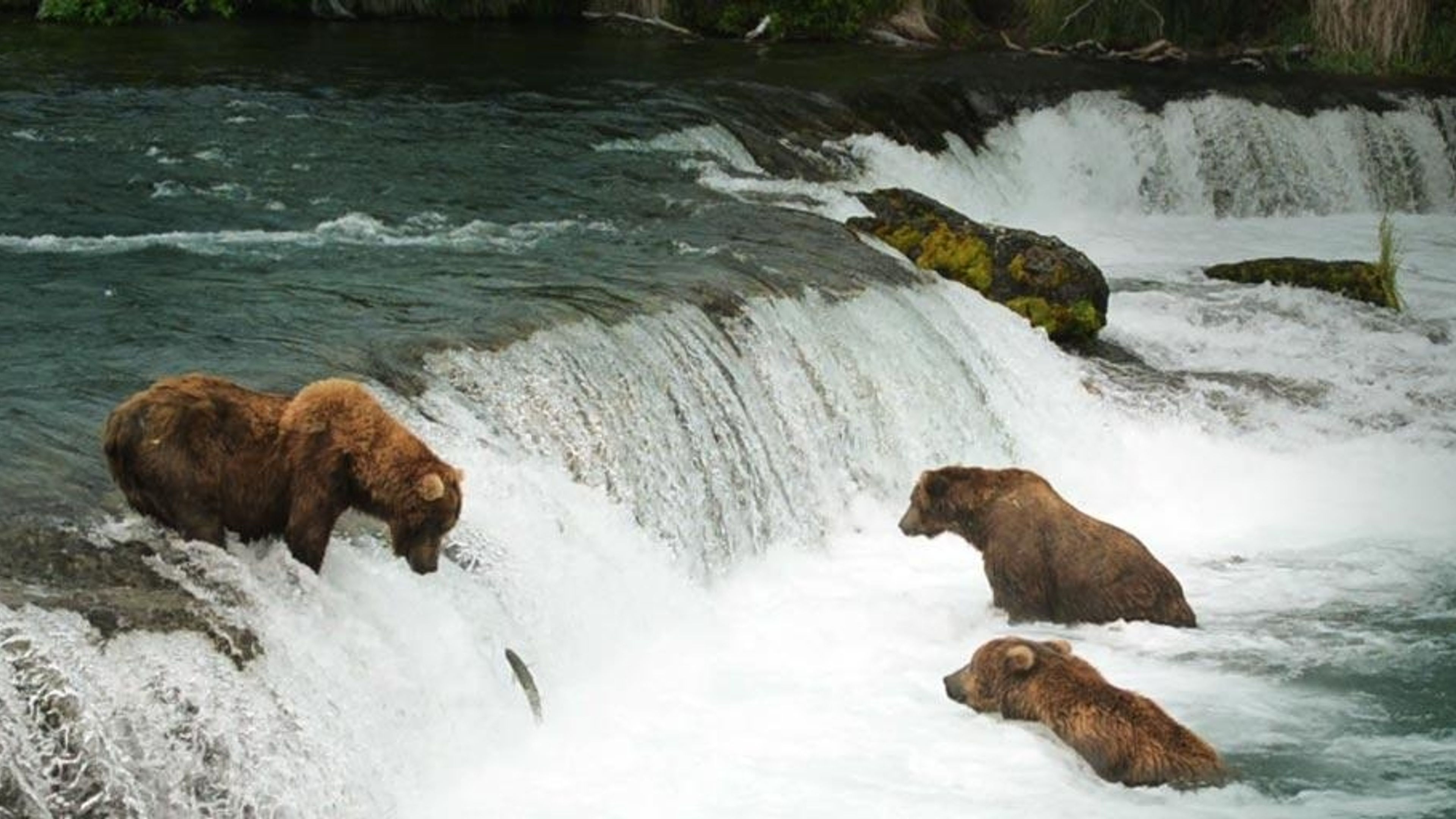 Ours Bruns P chant Le Saumon Brooks Falls Dans Le Parc National Et ours-bruns-p-chant-le-saumon-brooks-falls-dans-le-parc-national-et