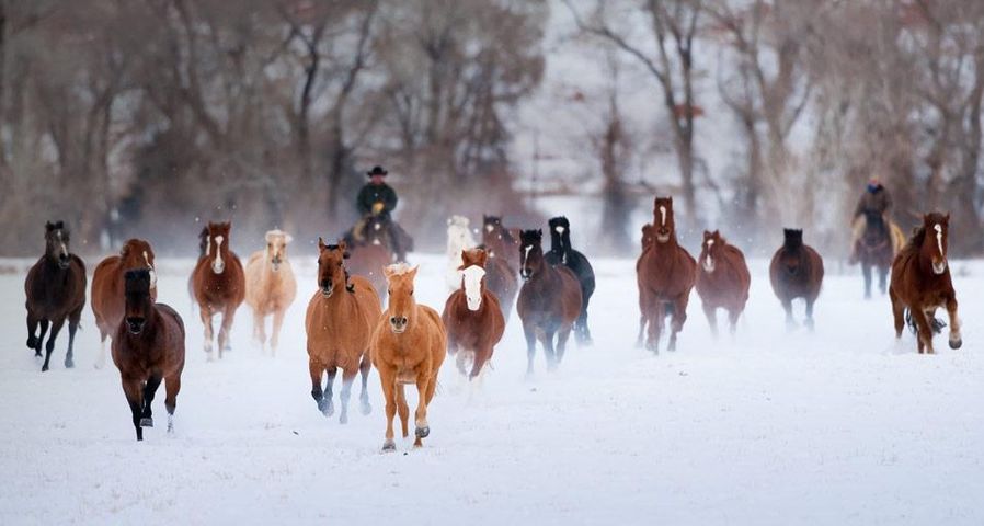 Wranglers driving American Quarter Horses in the winter, Wyoming