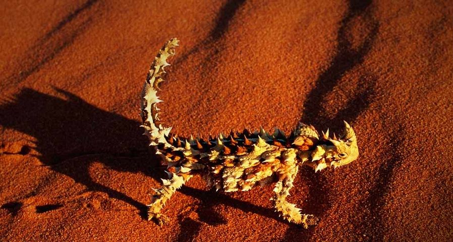 A Thorny Devil lizard walking on a red sand dune near Alice Springs, Australia