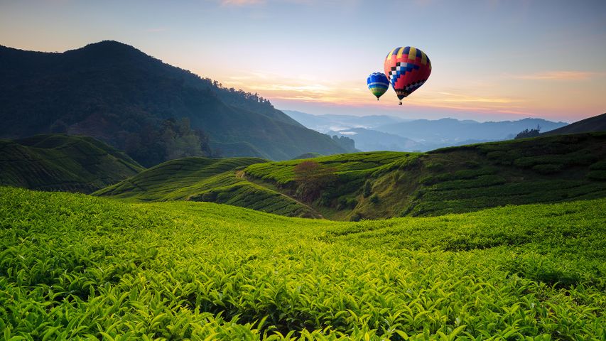 Soaring over tea fields