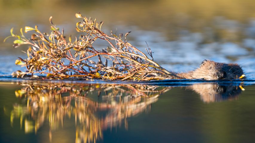 Castor norteamericano en un estanque cerca del lago Wonder, Parque Nacional Denali, Alaska, EE.UU.