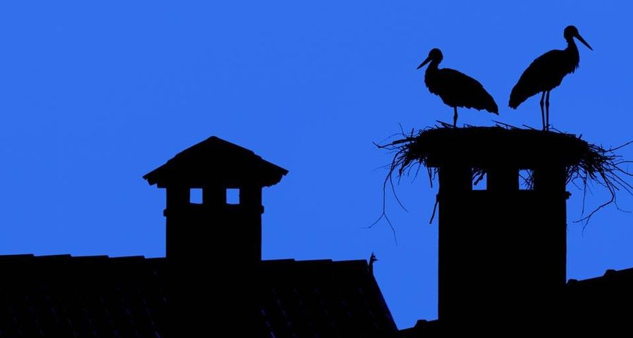 White storks roost in the Oasi dei Quadris near Fagagna, Friuli-Venezia Giulia region, province of Udine, Italy