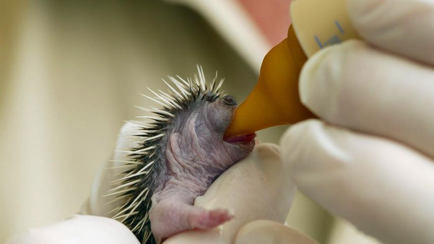 Hedgehog pup rescued at an animal protection centre