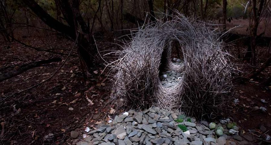 The bowerbird's courtship bower in Papua New Guinea