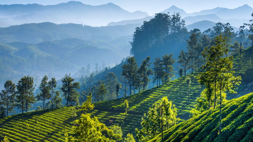Teeplantagen in den Bergen von Munnar in Kerala, Indien