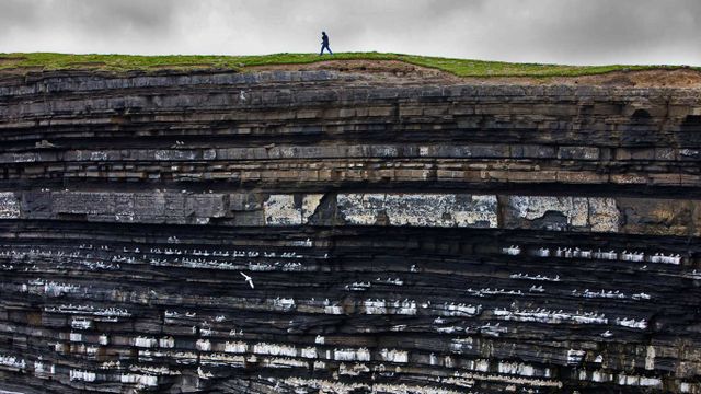 Black-legged kittiwake colony on cliffs, Ireland