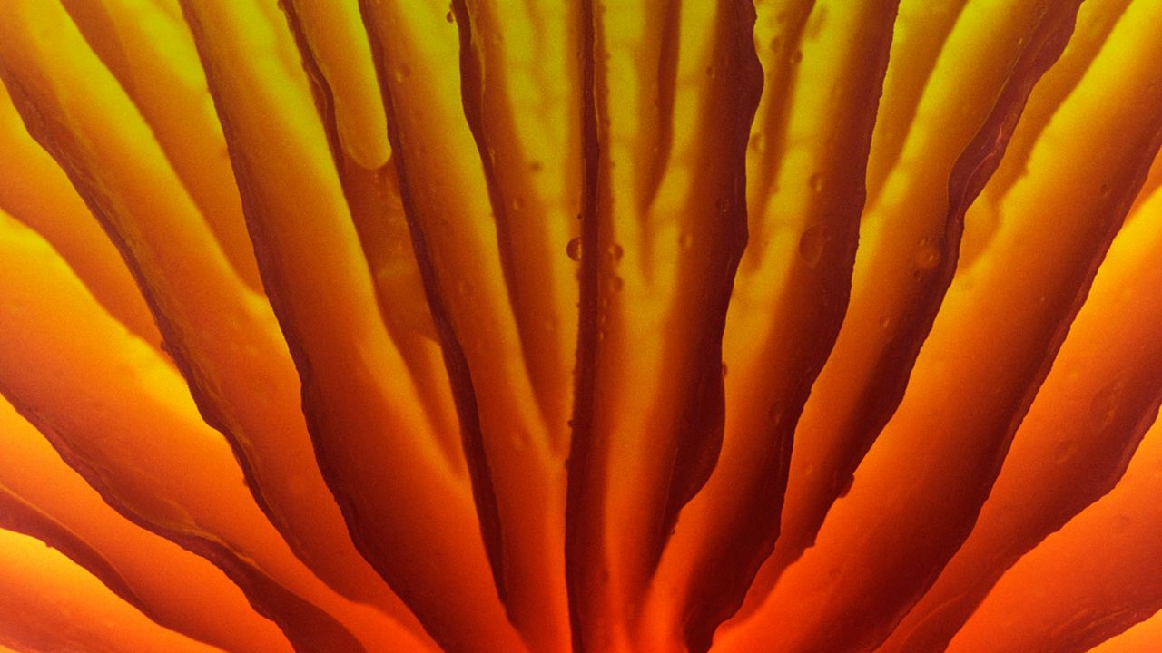 Detail of a porcelain mushroom (Oudemansiella mucida) in The Veluwe, Netherlands