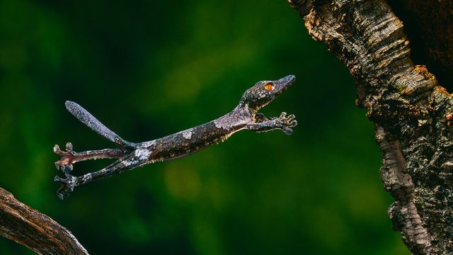 Uroplatus henkeli, seltene Blattschwanzgecko-Art