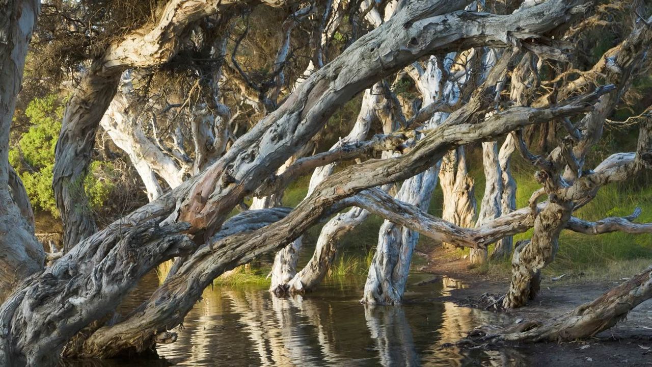 Myrtle trees (Melaleuca) at Norman's Beach near Albany in Western Australia