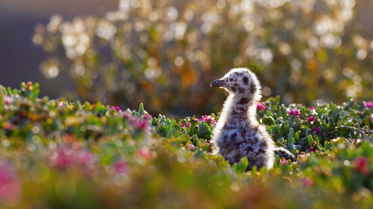 Western gull chick in Channel Islands National Park, California 