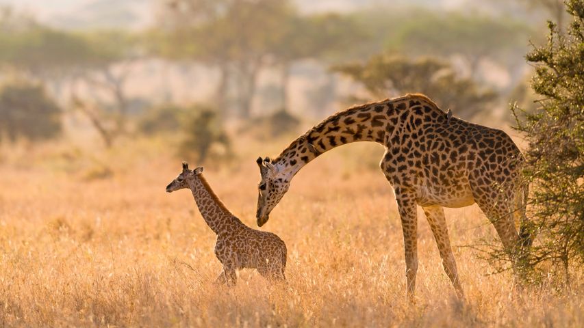 Masai giraffe mother grooming her calf in the Serengeti, Tanzania