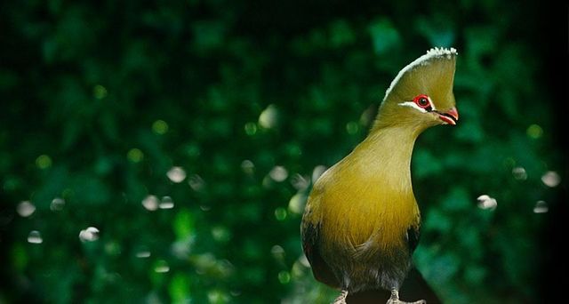 Knysna Loerie in Knysna, South Africa