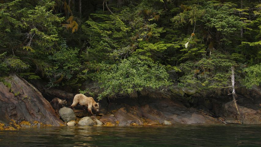 Adult female grizzly bear and cub in the Great Bear Rainforest, B.C.