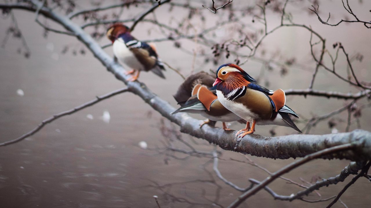 Mandarin ducks perched on a branch