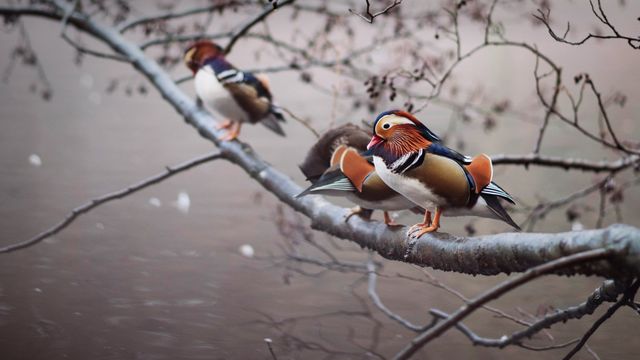 Mandarin ducks perched on a branch