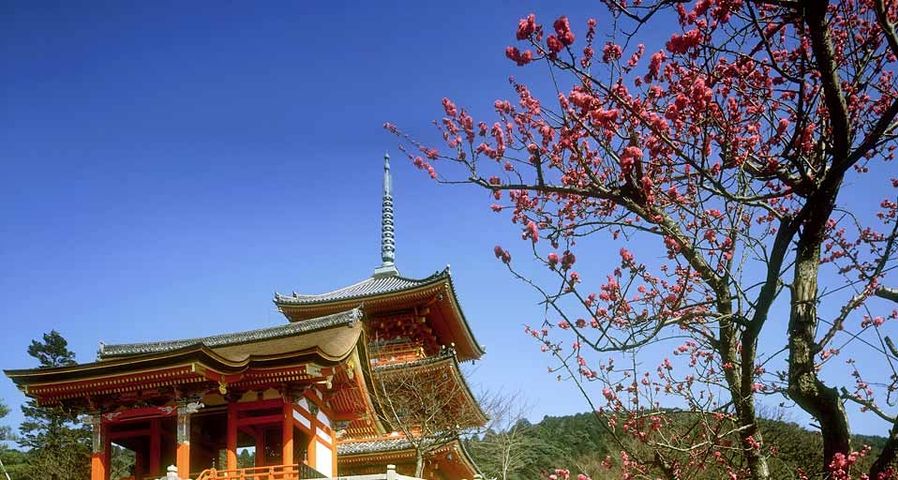 ｢清水寺と梅｣京都, 東山区