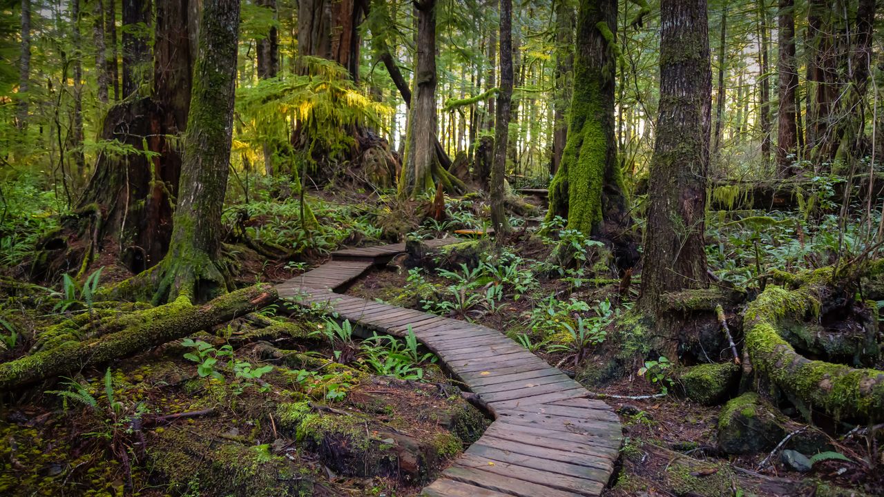 Wooden path to Kennedy Lake, Vancouver Island, BC, Canada