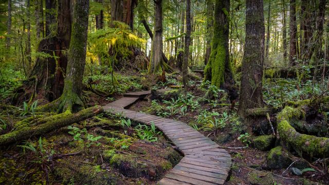 Wooden path to Kennedy Lake, Vancouver Island, BC, Canada