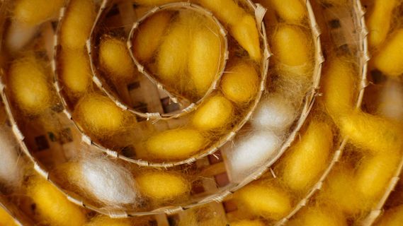 薰衣草小熊长虫