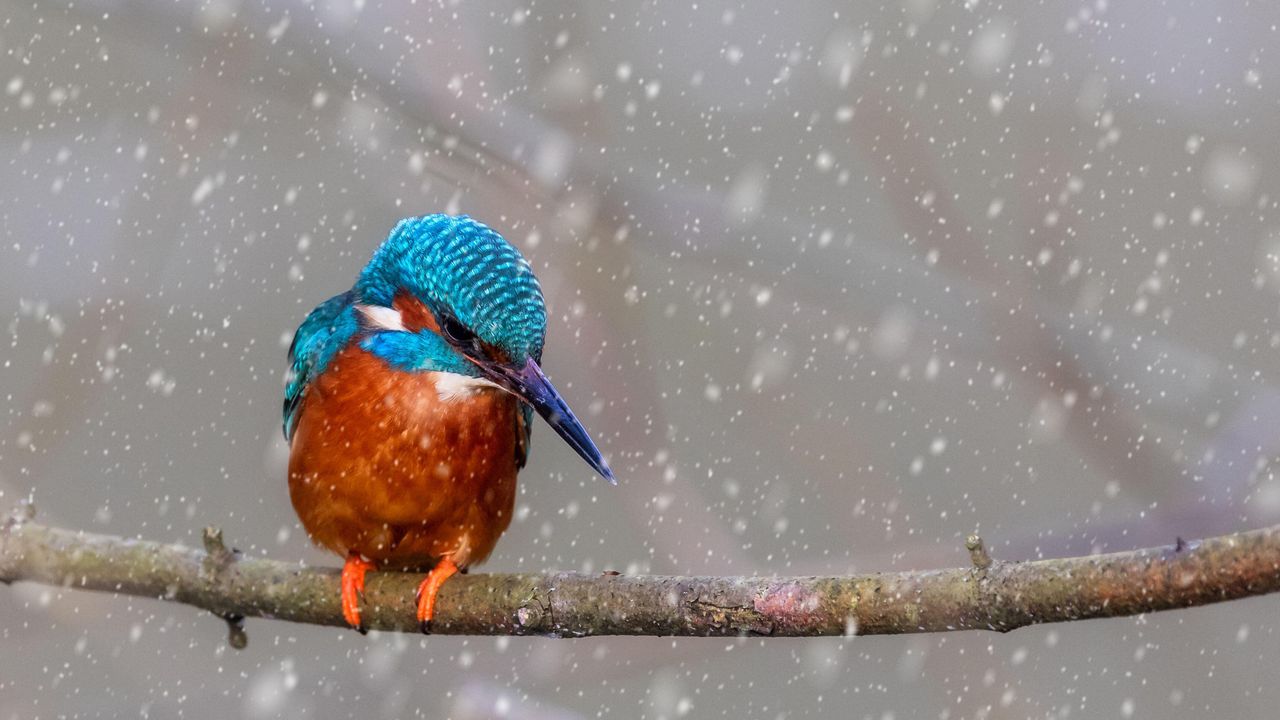 A kingfisher perched on a branch