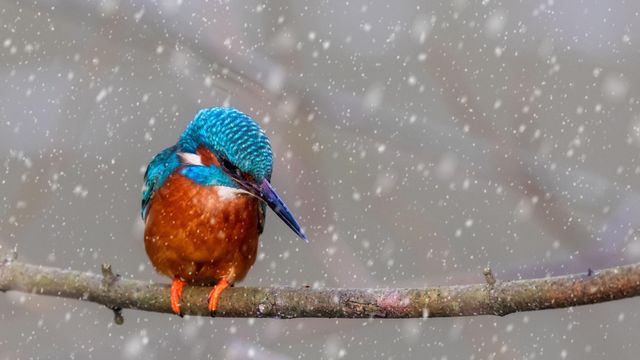 A kingfisher perched on a branch