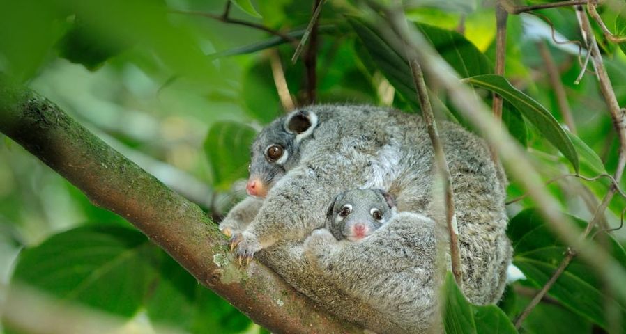 Female green ringtail possum with a joey in her pouch, Queensland, Australia