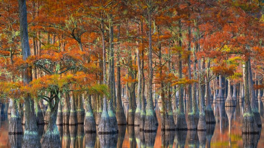 秋季的落羽杉，美国佐治亚州