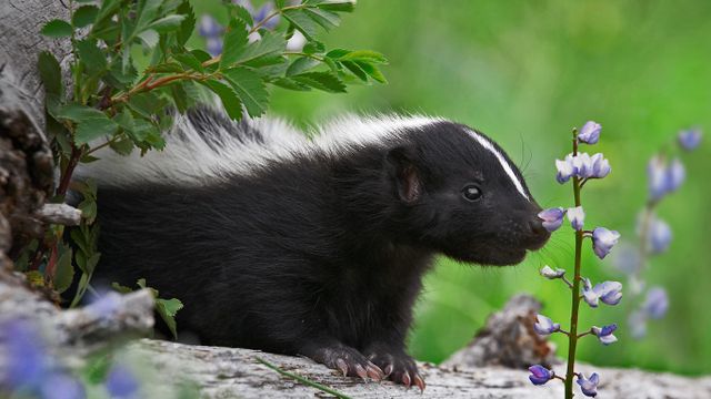 Striped skunk kit smelling a wildflower