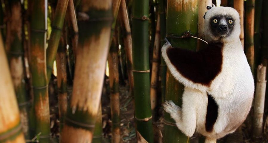 Propithèque de Coquerel accroché à un bambou, Madagascar