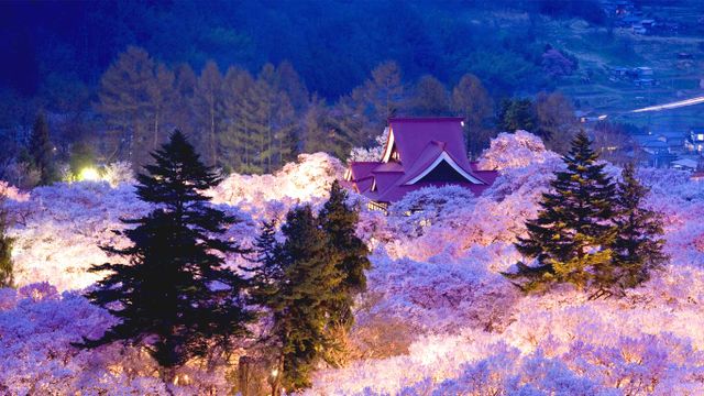 「高遠の桜」長野, 高遠城址公園