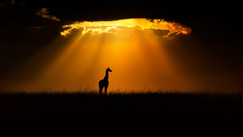 Una giraffa masai nella riserva Masai Mara, Kenya