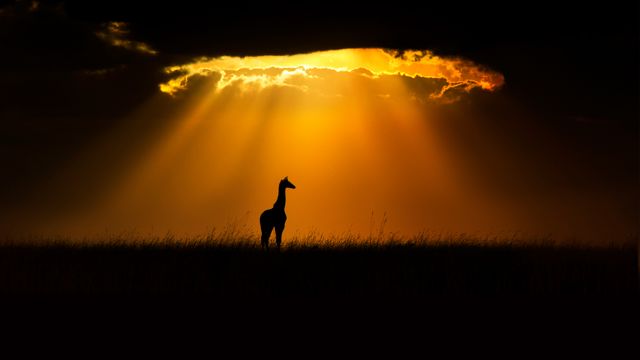 Masai giraffe in Maasai Mara, Kenya