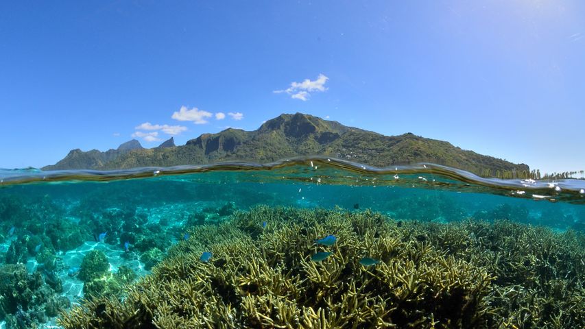 Corals and the lagoon of Mo'orea in French Polynesia - Bing Gallery