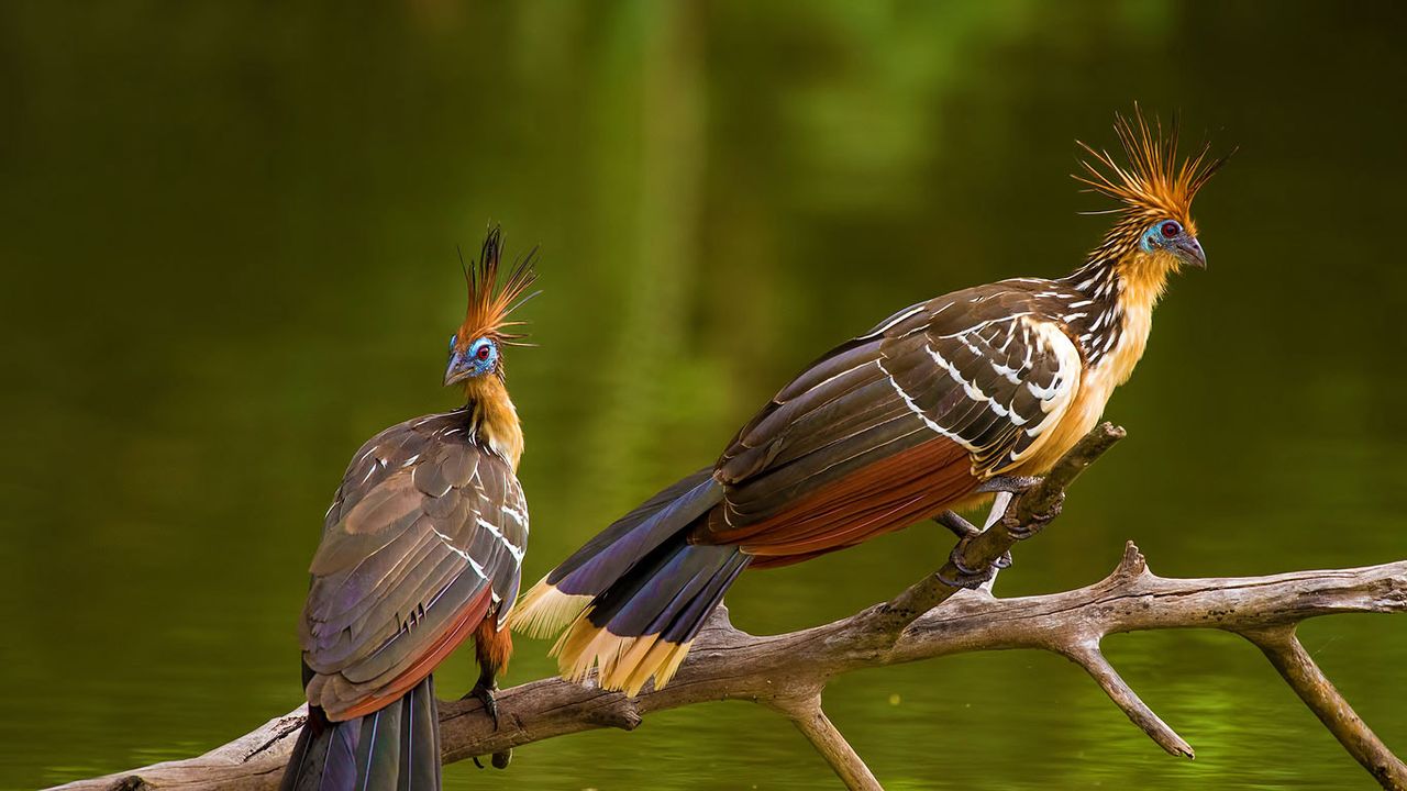 Two hoatzins, perched in Brazil 